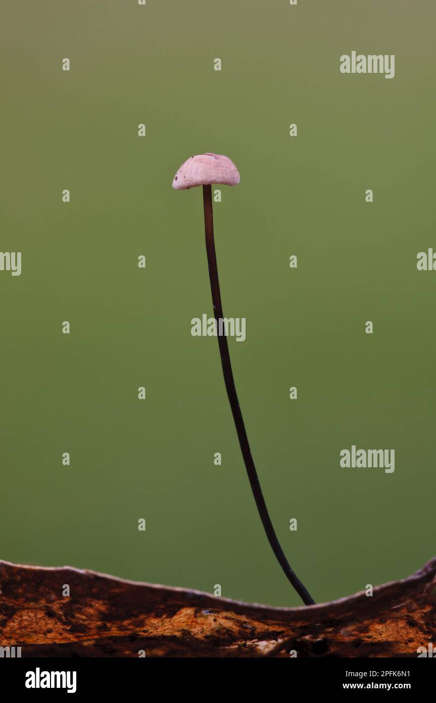 Horsehair Parachute Marasmius Androsaceus Fruiting Body Growing From horsehair-parachute-marasmius-androsaceus-fruiting-body-growing-from