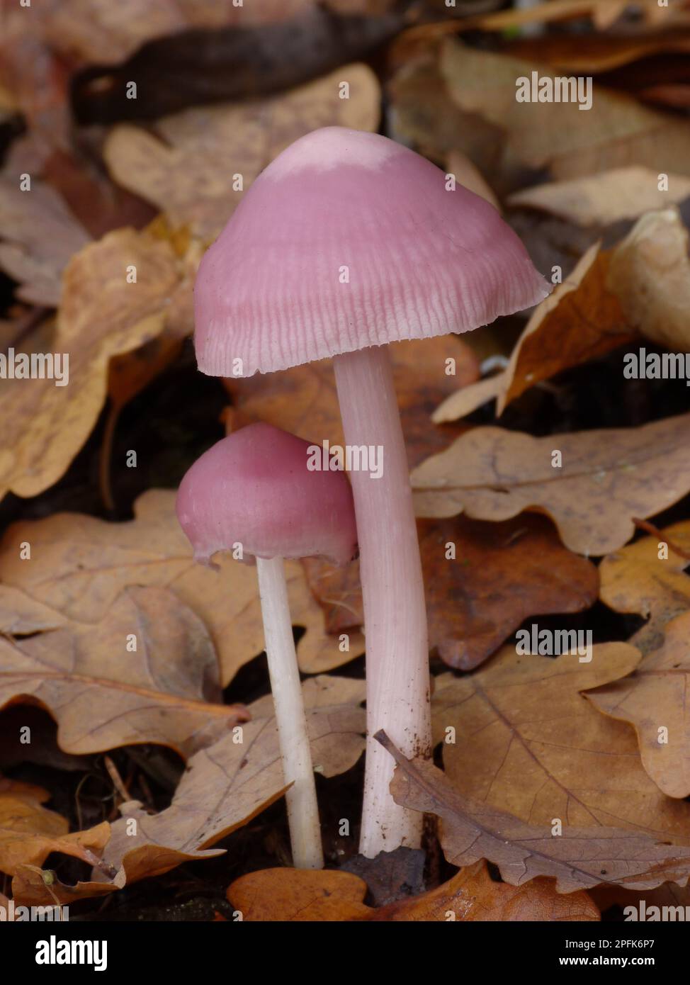 Pink pink waxcap (Hygrocybe calyptriformis) fruiting body growing amidst the litter of leaves of English Oak (Quercus robor) on the forest floor Stock Photo