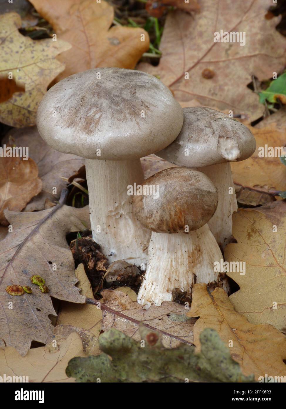 Soap-scented Tricholoma (Tricholoma saponaceum) fruiting bodies, growing amongst fallen leaves in woodland, Leicestershire, England, United Kingdom Stock Photo