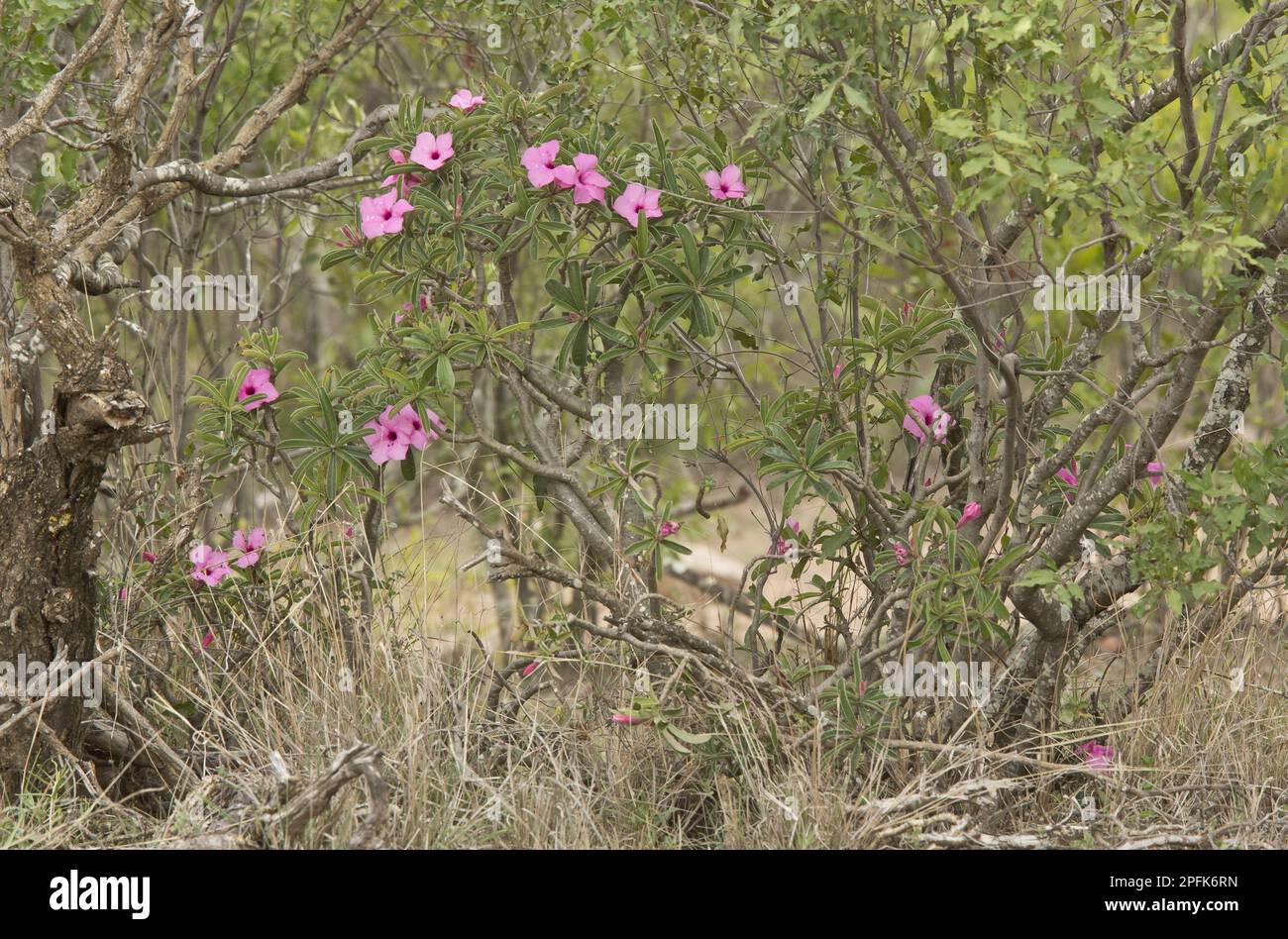 Swazi Lily (Adenium swazicum) flowering, Kruger N. P. Great Limpopo Transfrontier Park, South Africa Stock Photo