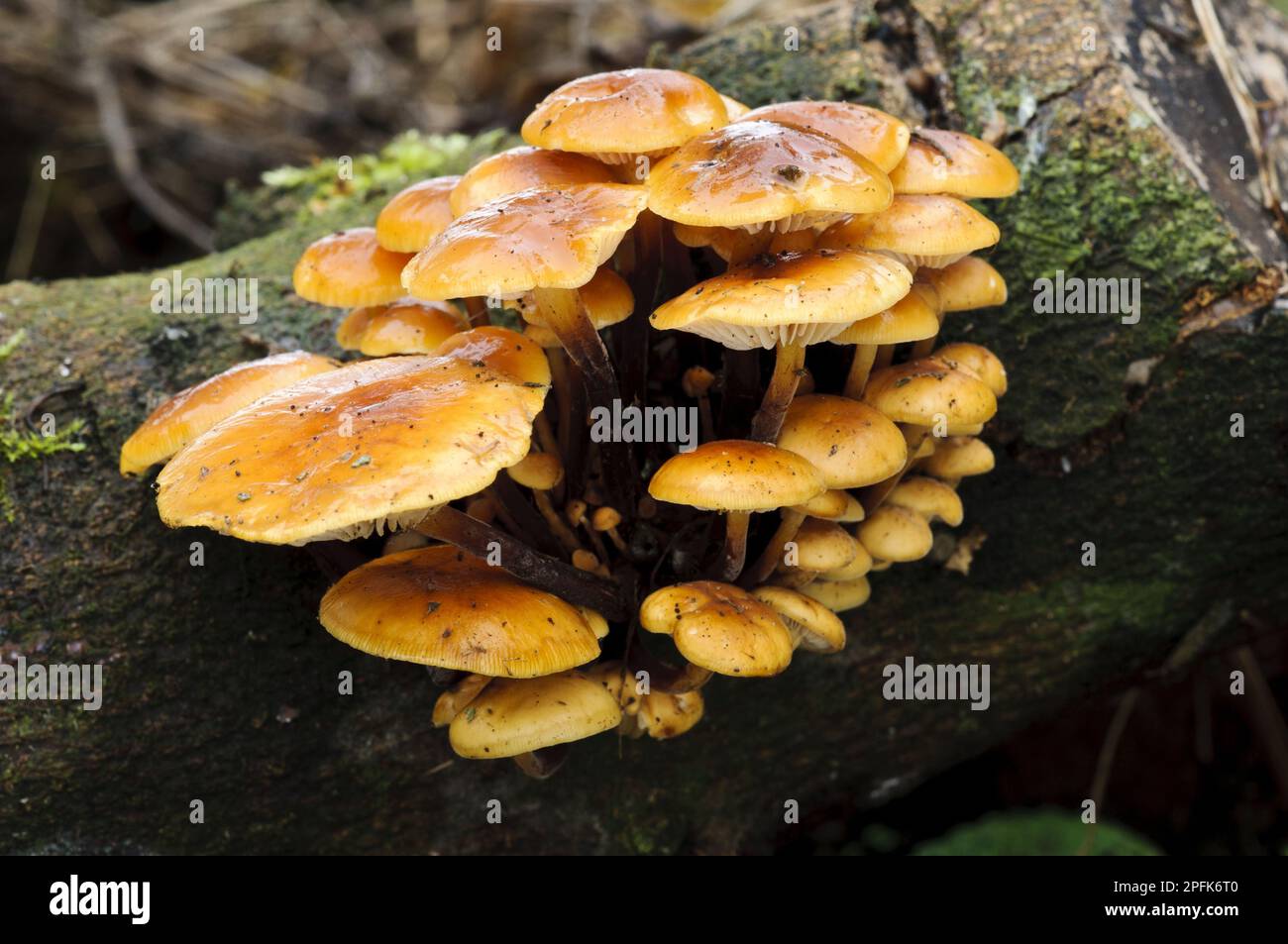 Velvet (Flammulina velutipes) Shank Fungus fruiting bodies, cluster growing on dead wood, Clumber Park, Nottinghamshire, England, United Kingdom Stock Photo