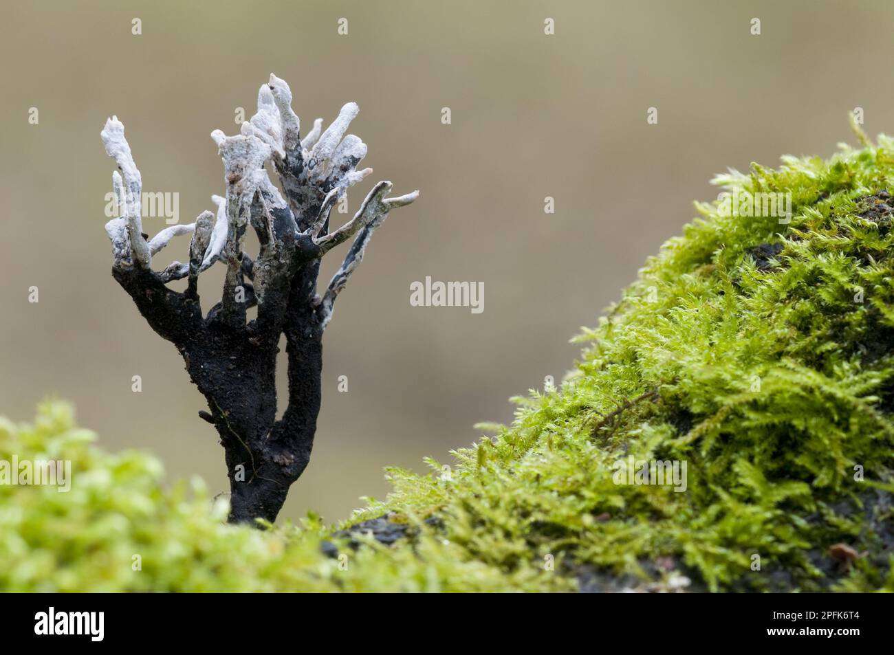 Fruiting body of the candle snuff candlestick fungus (Xylaria hypoxylon