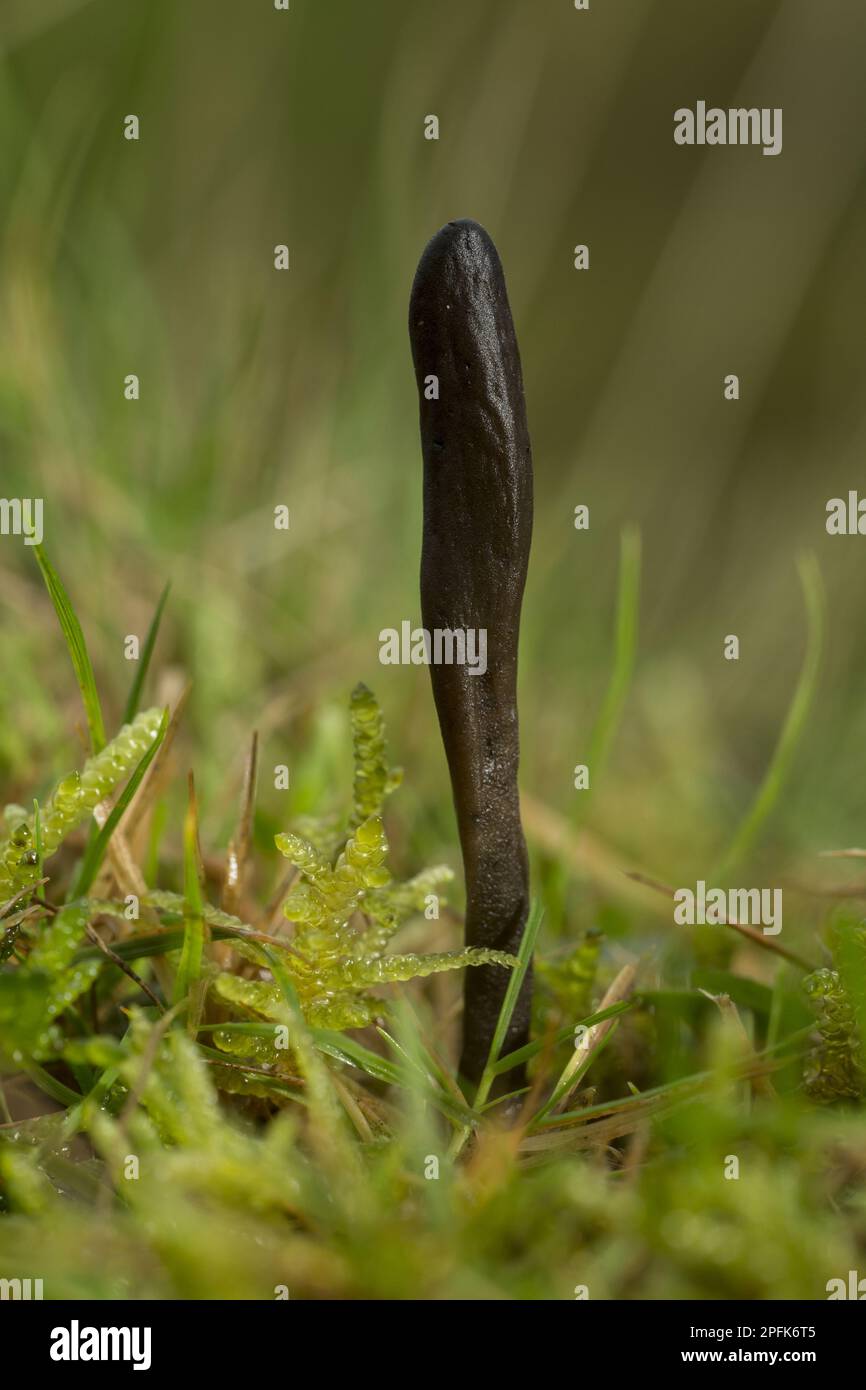 Black Earth-tongue (Geoglossum fallax) fruiting body, growing on anthill in acid grassland, Dunster Deer Park, Dunster, Exmoor N. P. Somerset Stock Photo