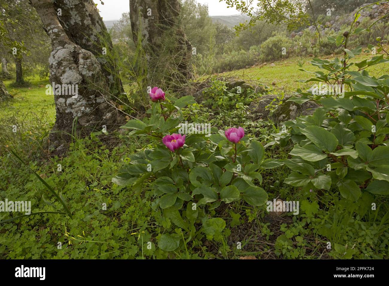 Flowering Western Peony (Paeonia broteroi), growing in carob grove habitat, Algarve, Portugal Stock Photo