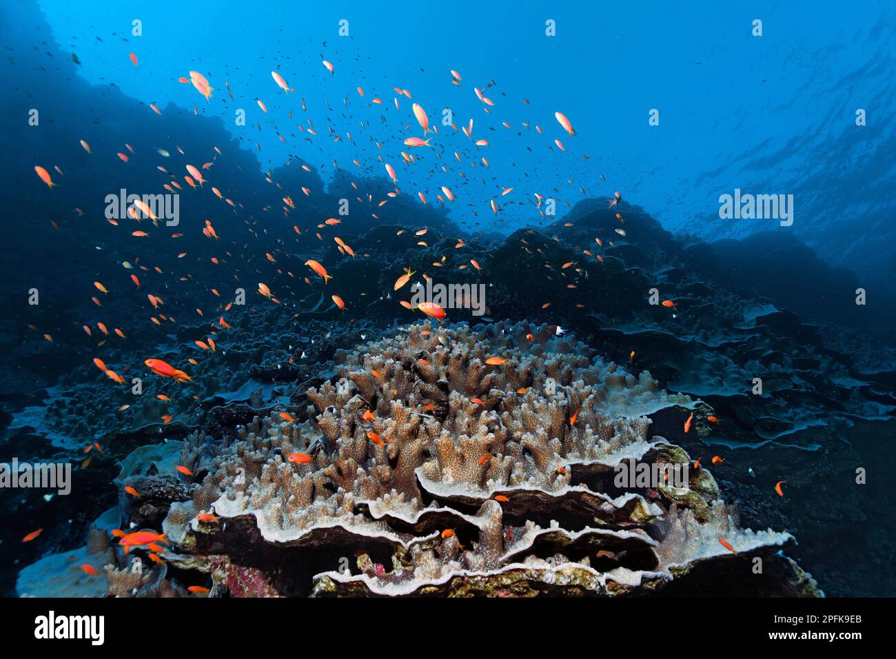 Coral reef rubble with Acropora stone coral (Acropora danai), above it shoal of red sea basslet (Pseudanthias taeniatus), Red Sea, Daedalus Reef Stock Photo