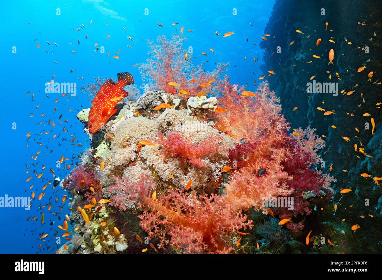 Vermillion seabass (Cephalopholis miniata) hunting Red Sea Flagfish red sea basslet (Pseudanthias taeniatus) over coral block covered with Lkunzinger Stock Photo