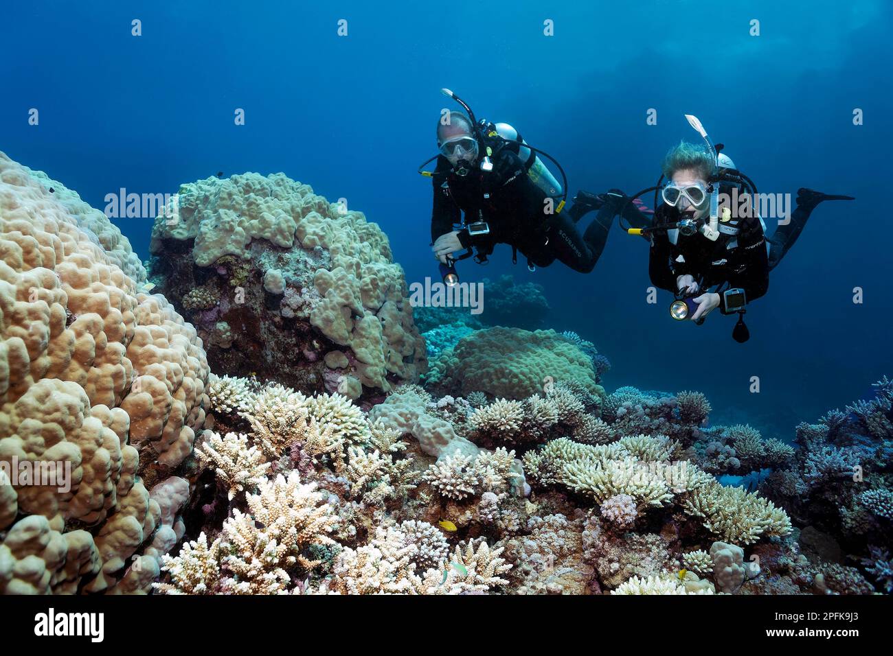 Diver, diving, two, looking at, diving over intact, intact coral reef, various Acropora stony corals (Acropora), Red Sea, Hurghada, Egypt Stock Photo
