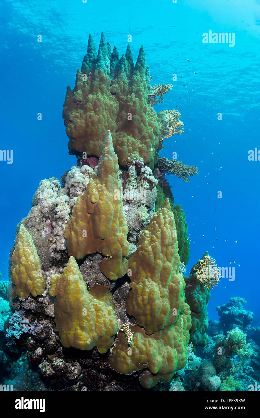 Coral tower, unusual shape of Porites stony coral (Porites lobata), brown-green, bizarre, various Xenia (Xenia) soft corals white, net fire coral Stock Photo