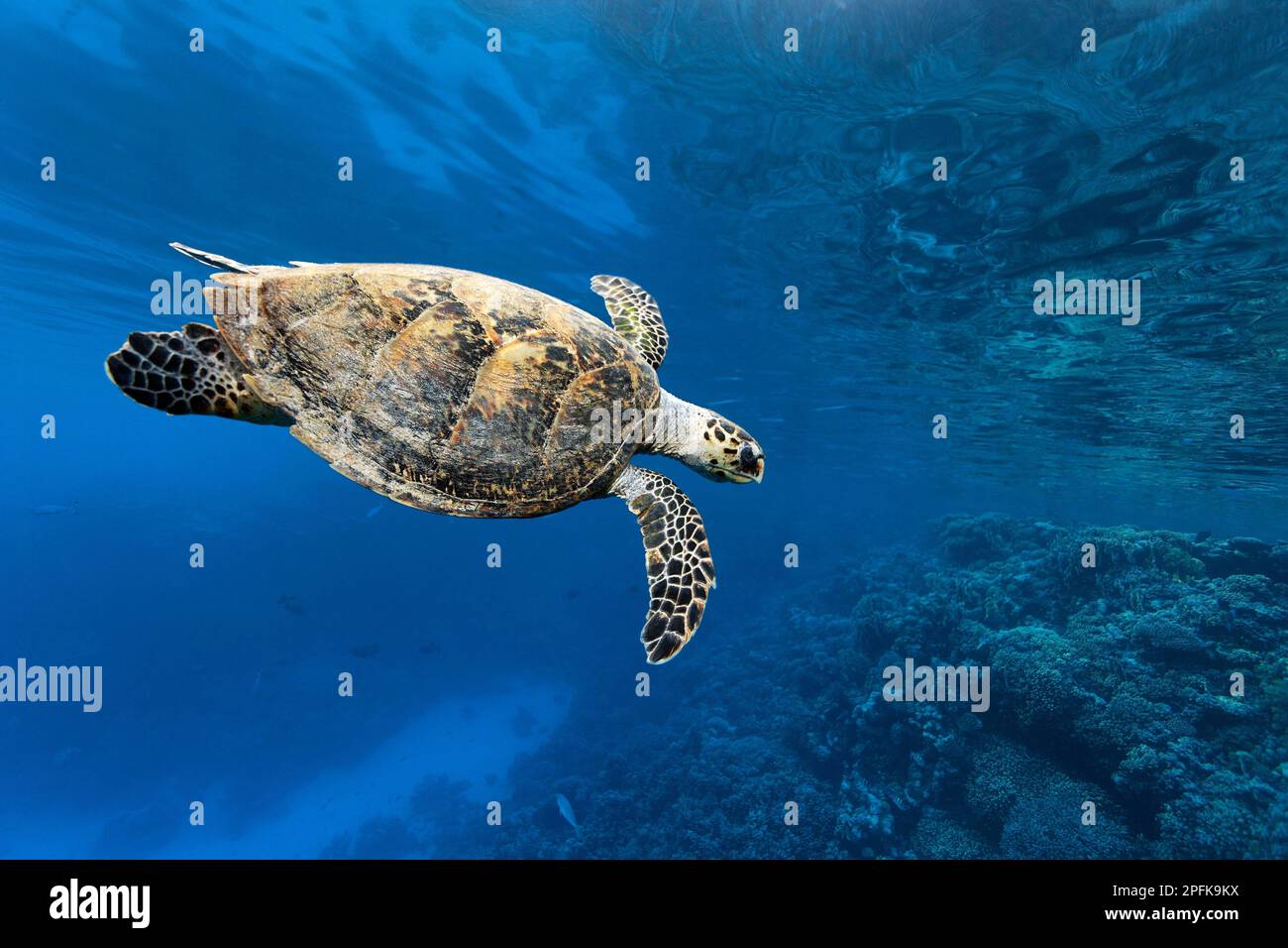 Hawksbill sea turtle (Eretmochelys imbricata) dives over coral reef, St. Johns, Red Sea, Egypt Stock Photo