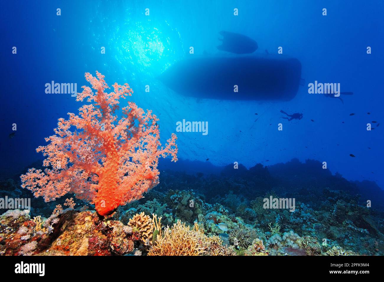 Coral reef, steep wall with Klunzingers soft coral (Dendronephthya klunzingeri), in the back silhouette of ship, diving ship, diving safer ship Stock Photo