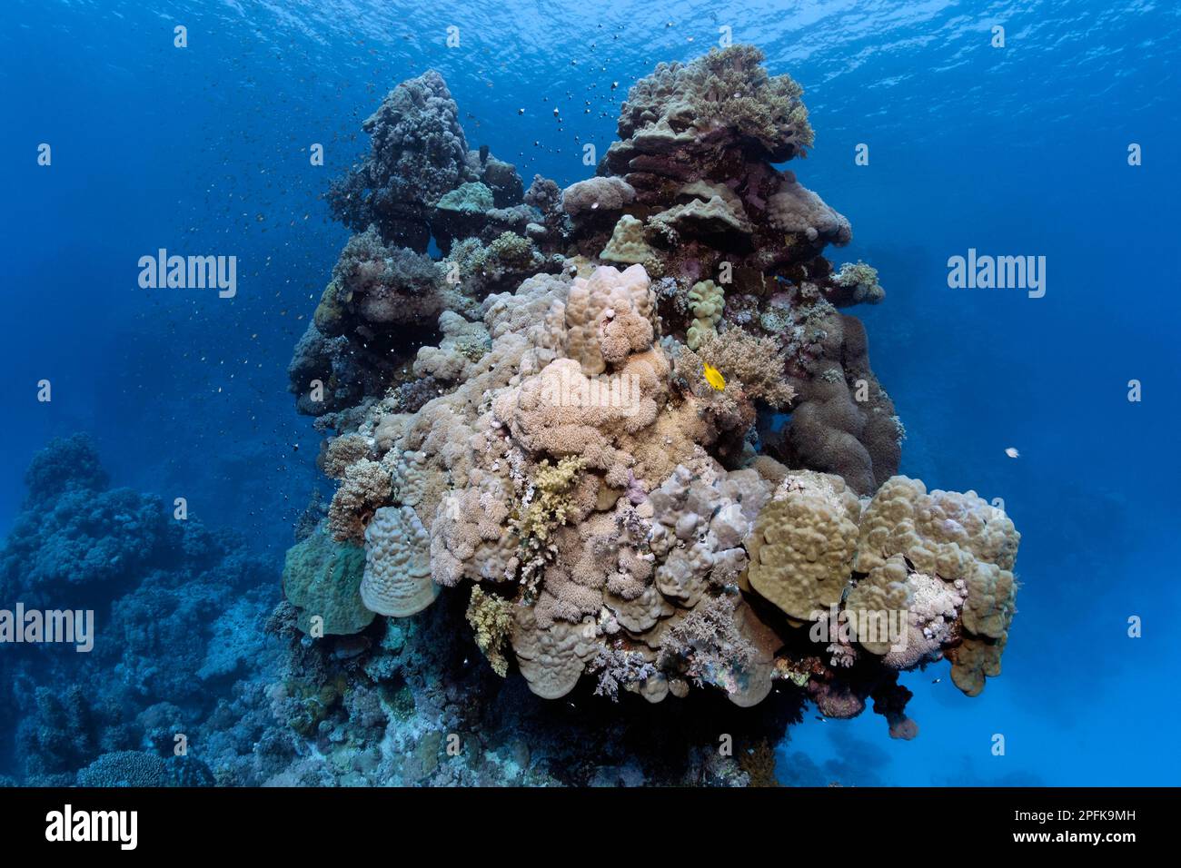 Underwater landscape, typical, bizarre, coral tower, dome coral (Porites nodifera), middle various Xenia (Xenia) soft corals, St. Johns Island, also Stock Photo