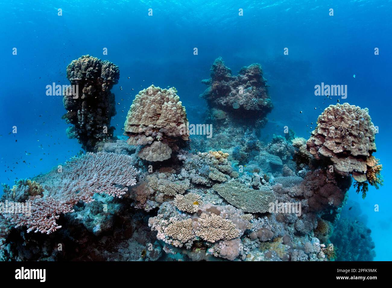 Underwater landscape, typical, bizarre, coral towers, dome coral (Porites nodifera), below various Acropora stony corals (Acropora), St. Johns Stock Photo