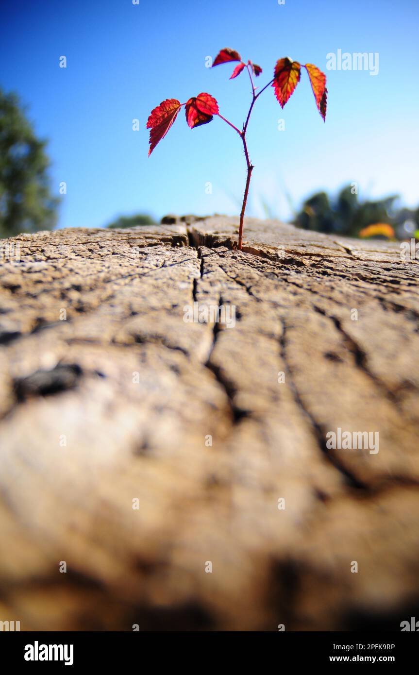 Shoot of a raspberry (Rubus idaeus Stock Photo - Alamy