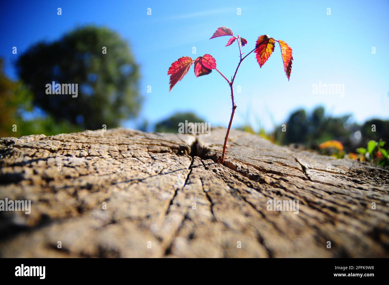 Shoot of a raspberry (Rubus idaeus Stock Photo - Alamy