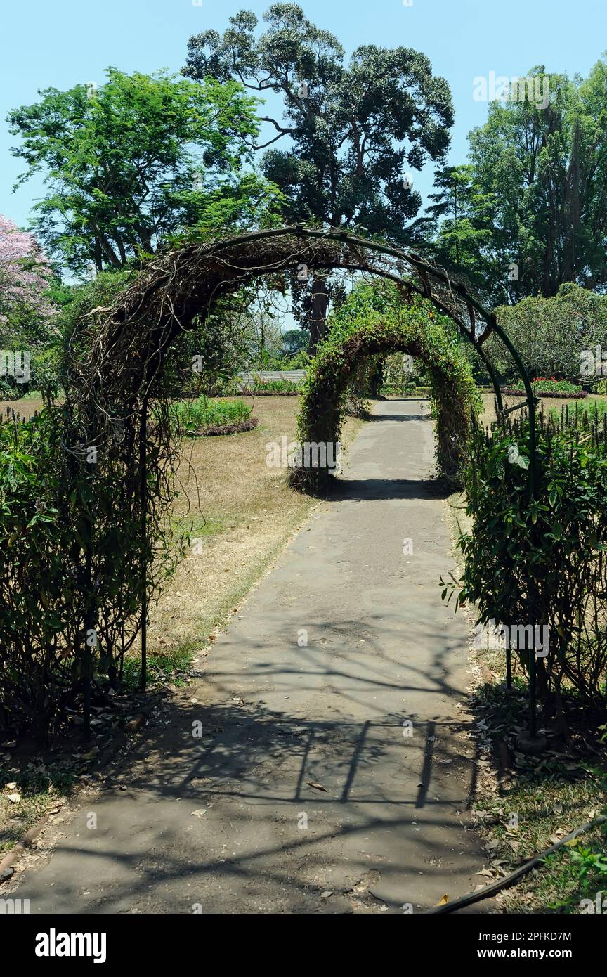 Green arches in the botanical park of Kandy, Sri Lanka Stock Photo