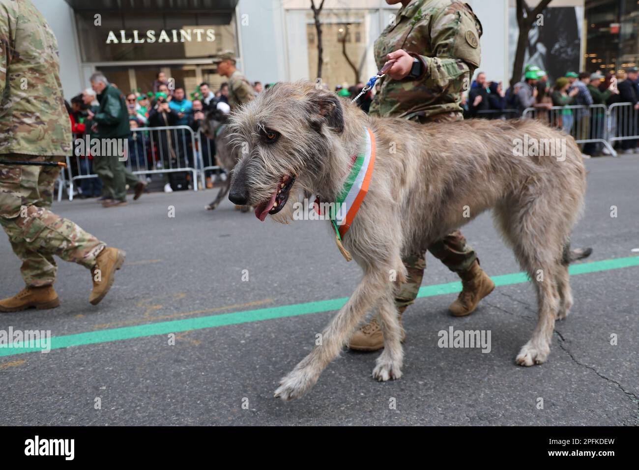 Irish Wolfhound Pants Irish Wolfhound Pants