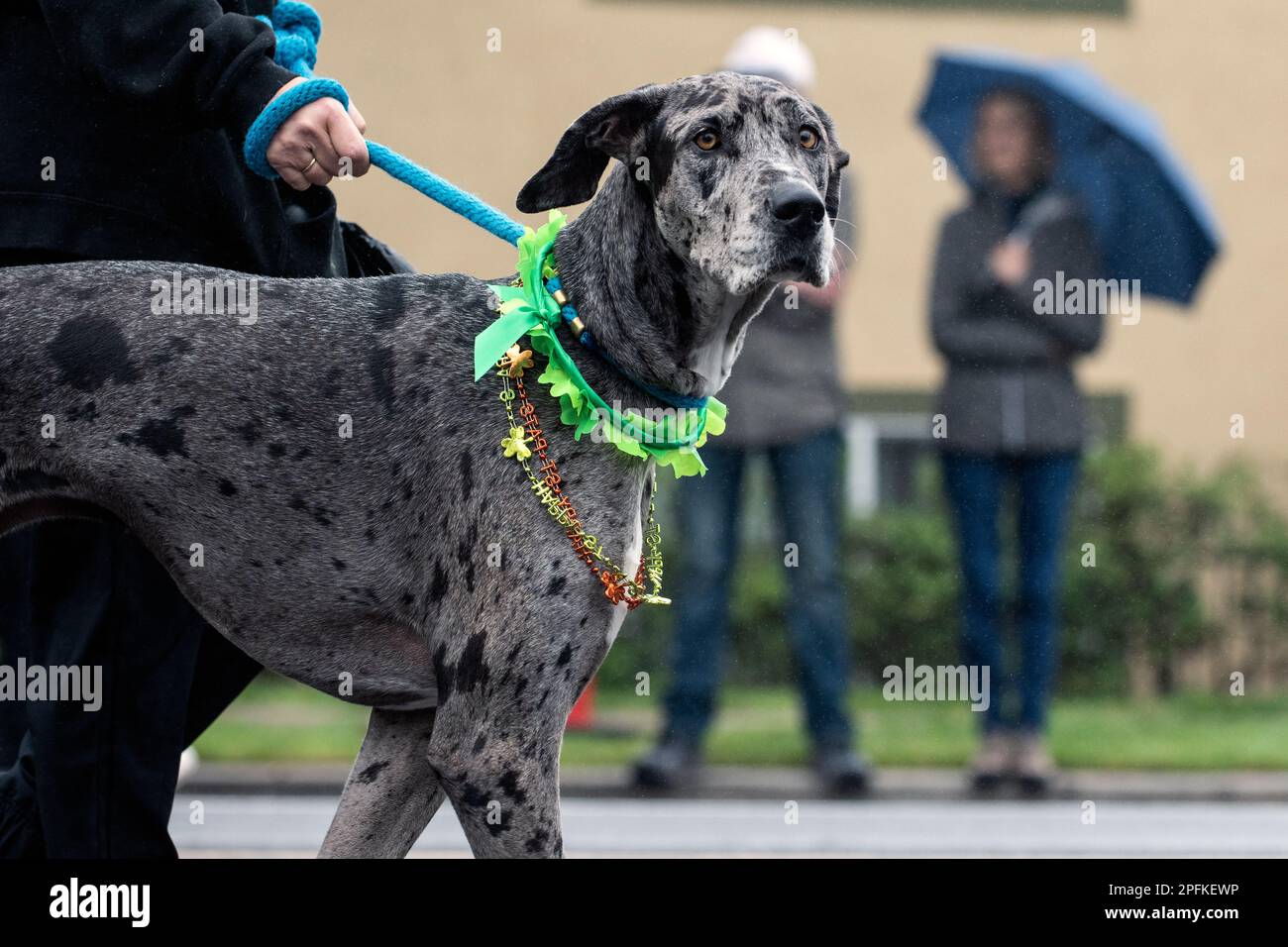 Harlequin Great Dane Umbrella Harlequin Great Dane Umbrella