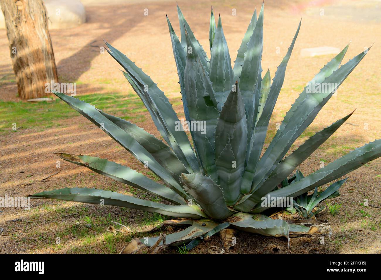 Agave Plant used to make tequila in the Sonora desert of Arizona and
