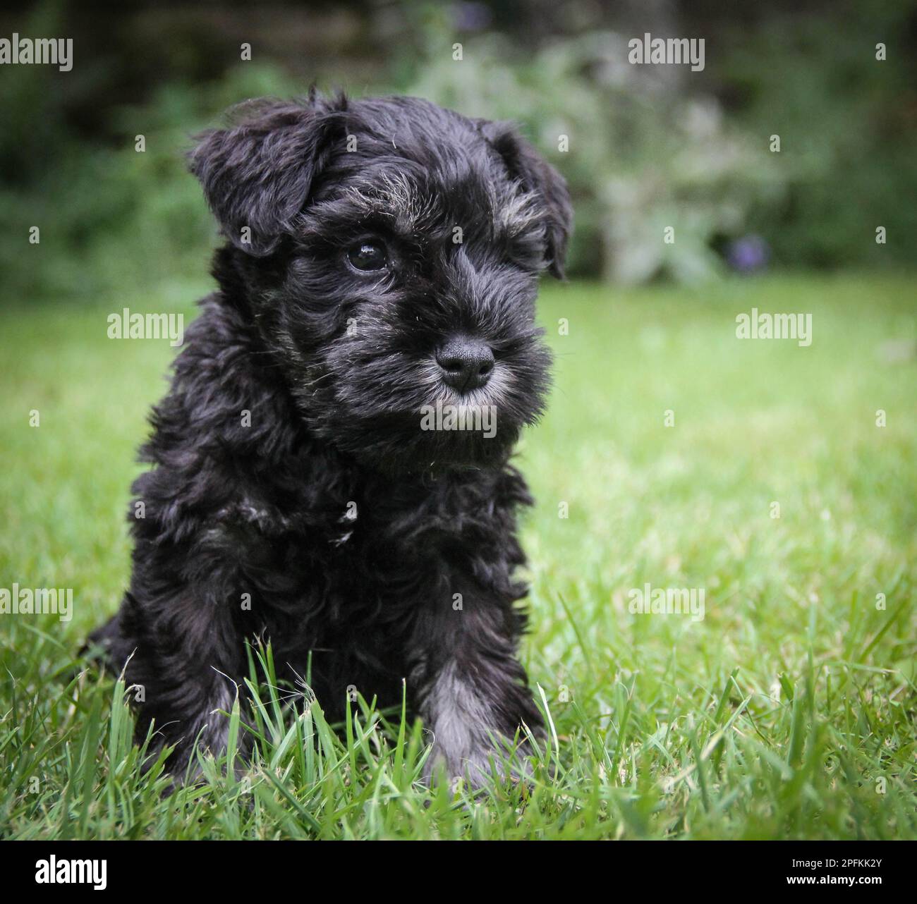 six week old small cute black miniature schnauzer puppy dog sitting in the grass in a garden in summer Stock Photo