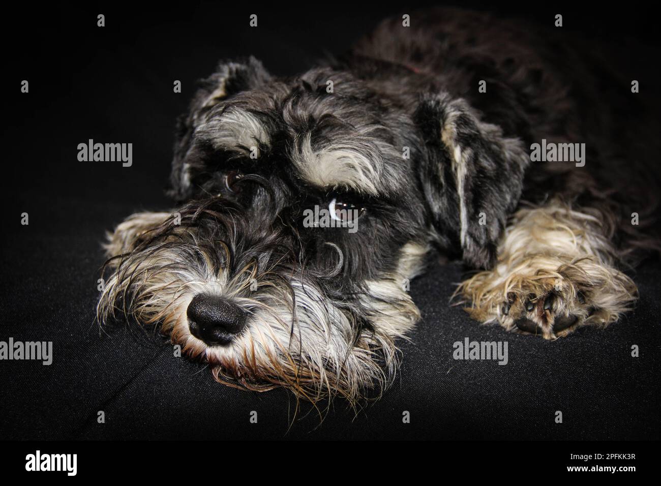 Head portrait of a black and silver adult miniature schnauzer dog lying down chin on floor dog against a bBlack background looking at camera Stock Photo