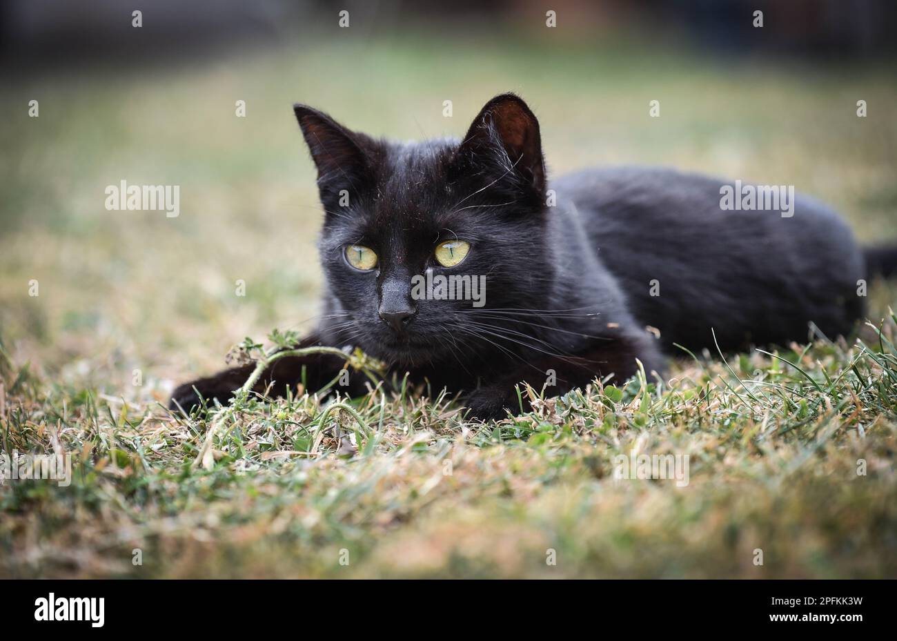 Curated visual reference: Visual Reference: Black Cat Lying On Grass Hi Res Stock Photography And