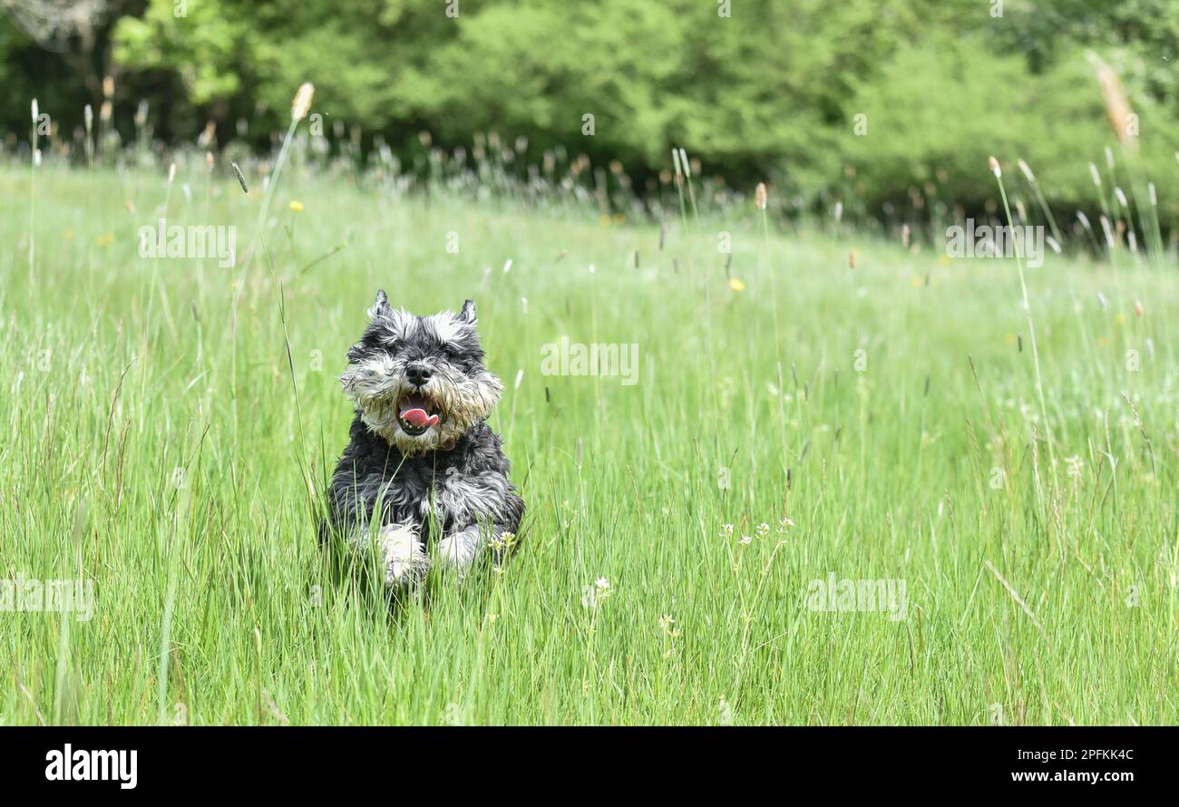 Scruffy black and silver adult miniature schnauzer dog running through afield of long grass toward the camera Stock Photo