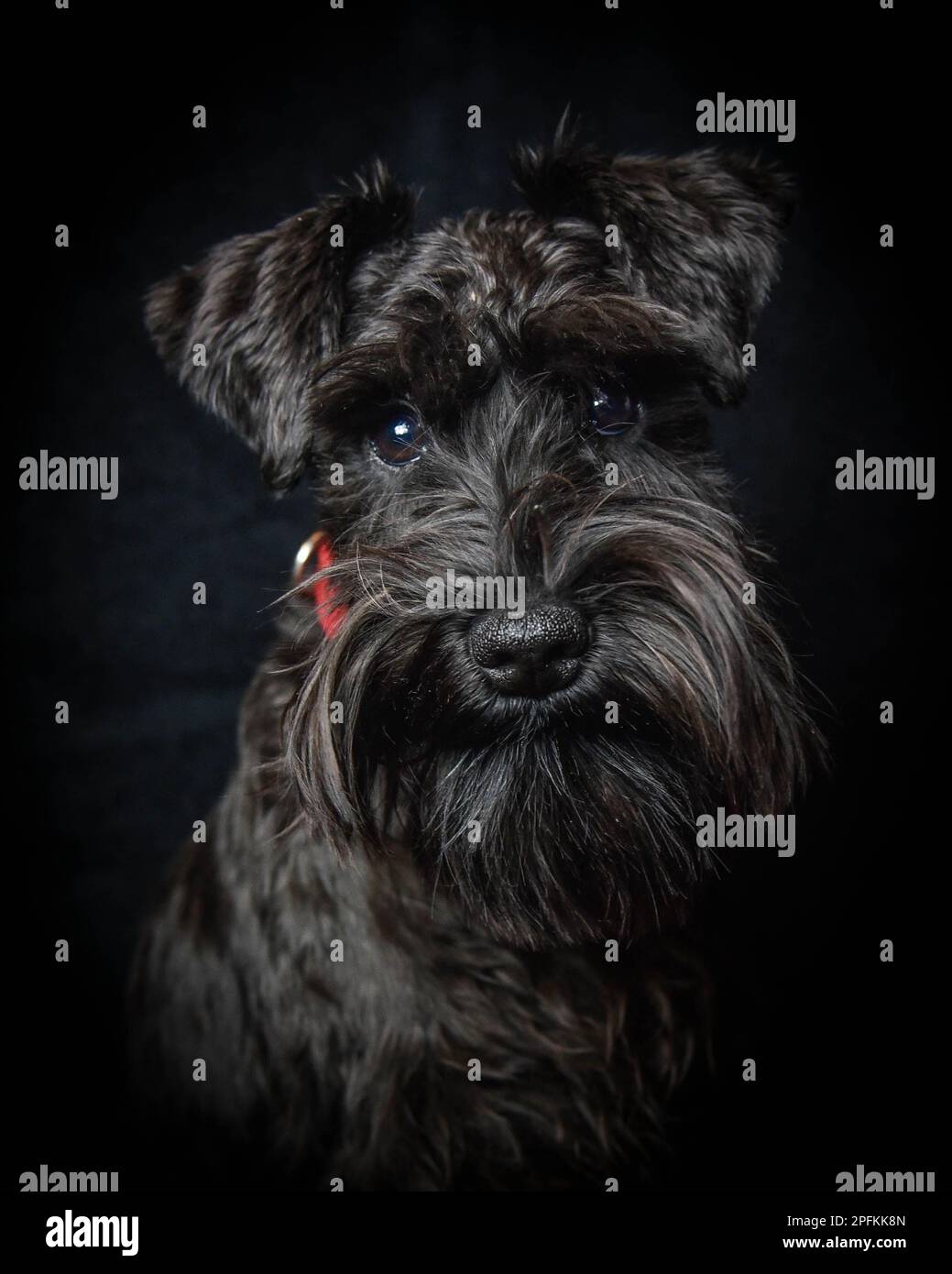 Head portrait of six month old miniature schnauzer dog in a red collar with a black background Stock Photo