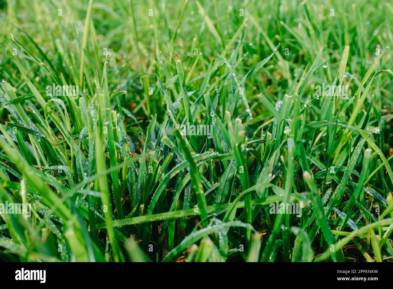 Close up of fresh thick grass with water drops in the early morning ...