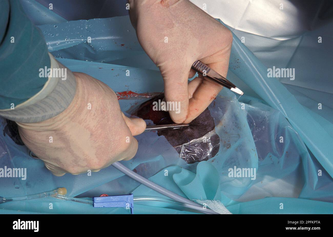 horse undergoing surgical operation at equine hospital Stock Photo