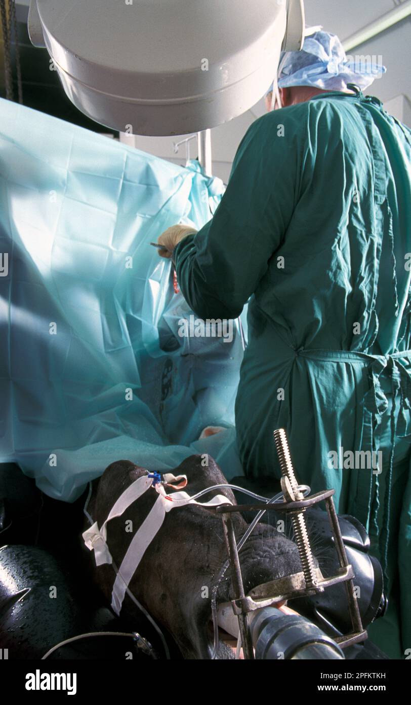 horse undergoing surgical operation at equine hospital Stock Photo