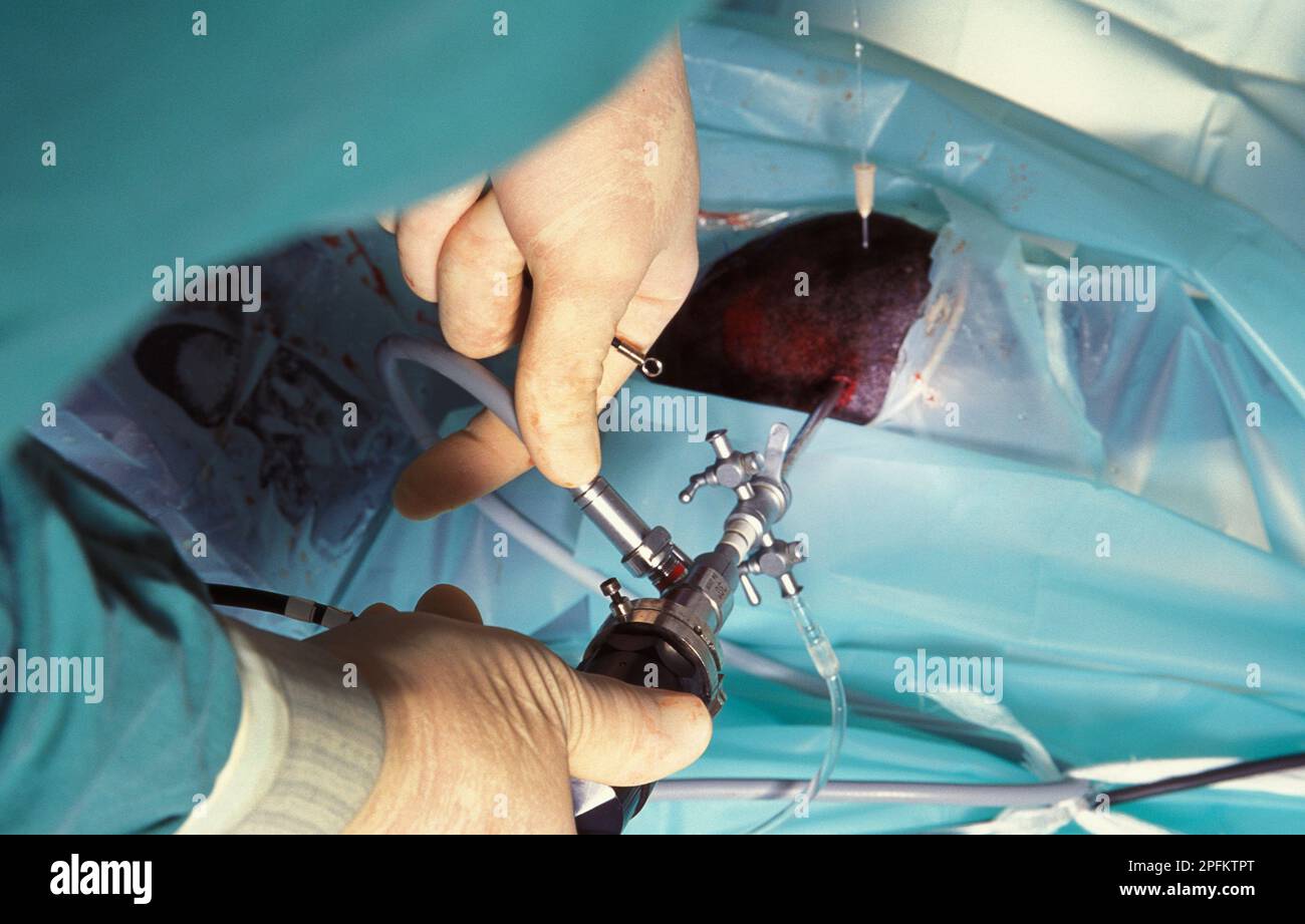 horse undergoing keyhole surgical operation at equine hospital Stock Photo