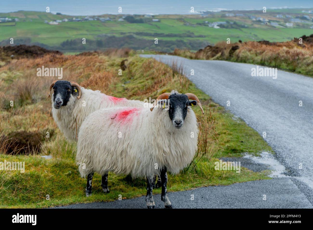 Roadside livestock Stock Photo