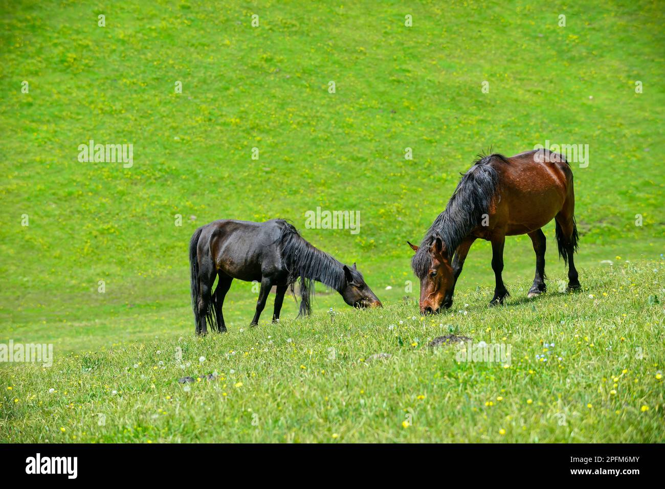 Qiongkushtai in Xinjiang, a small Kazakh village which has a vast grassland and leisurely horses and sheep. Stock Photo