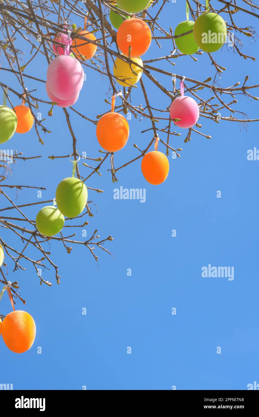 Green and pink Easter eggs on tree branches against a blue sky Stock Photo