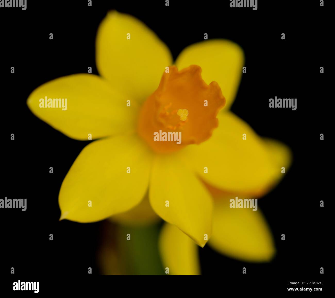 Closeup of Yellow Daffodil (Narcissus pseudonarcissus) Bloom on a Black ...