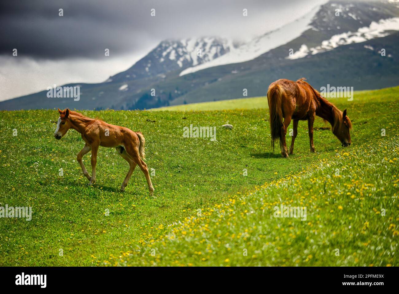 Qiongkushtai in Xinjiang, a small Kazakh village which has a vast grassland and leisurely horses and sheep. Stock Photo