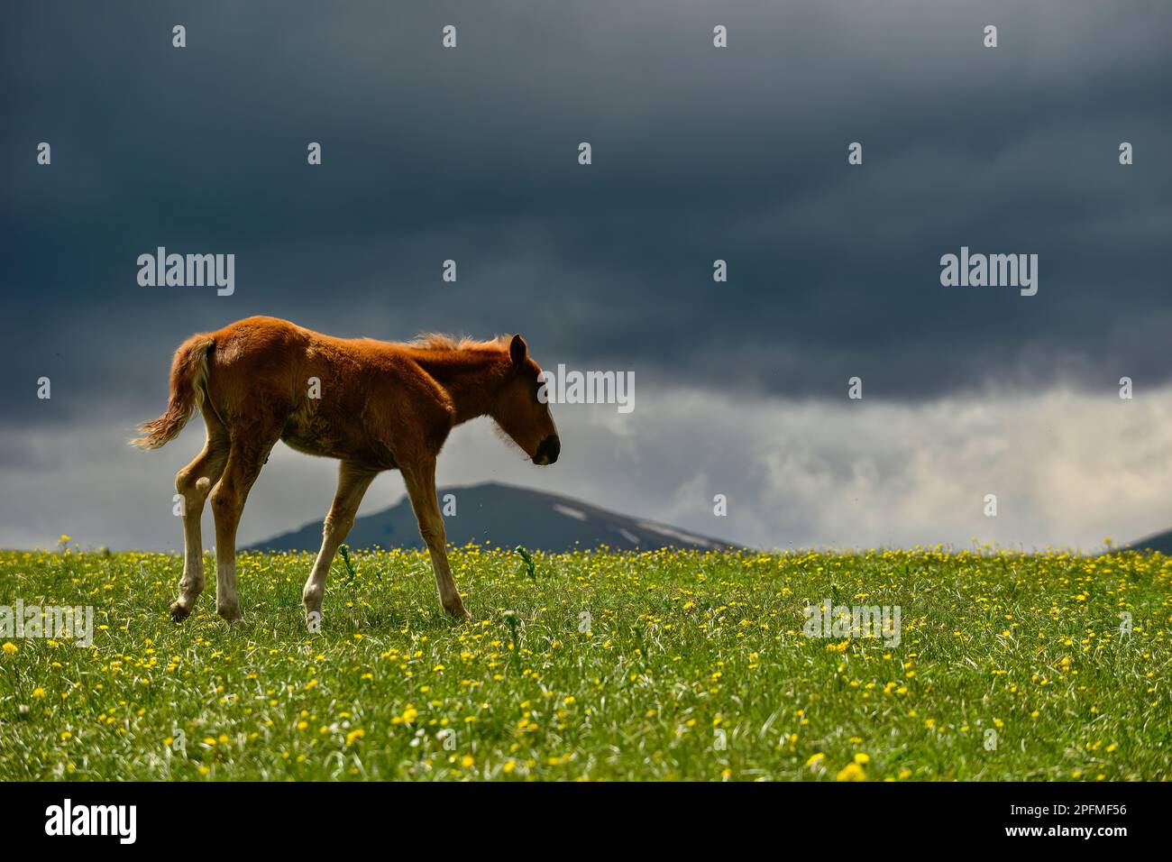 Qiongkushtai in Xinjiang, a small Kazakh village which has a vast grassland and leisurely horses and sheep. Stock Photo