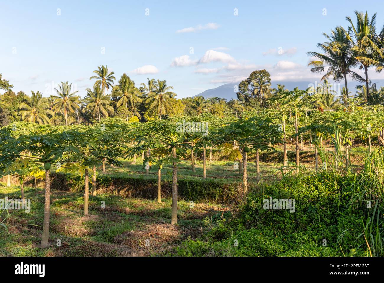 Papaya and palm trees growing on the edge of a rice field. Bali