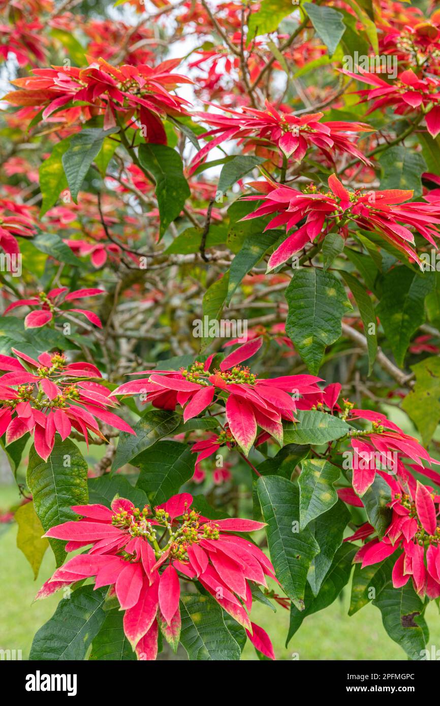 Blooming red Poinsettia tree (Euphorbia Pulcherrima). Bedugul, Bali, Indonesia. Stock Photo