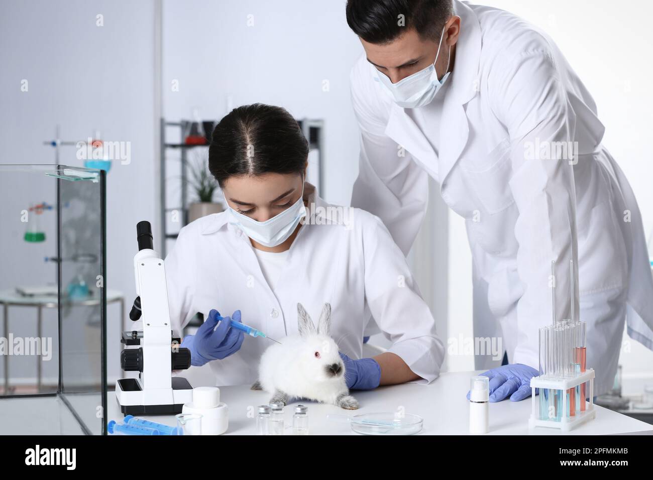 Scientists working with rabbit in chemical laboratory. Animal testing