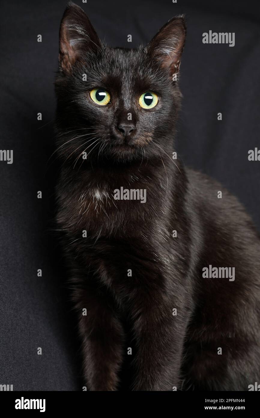 Black cat with beautiful eyes hi-res stock photography and images - Alamy