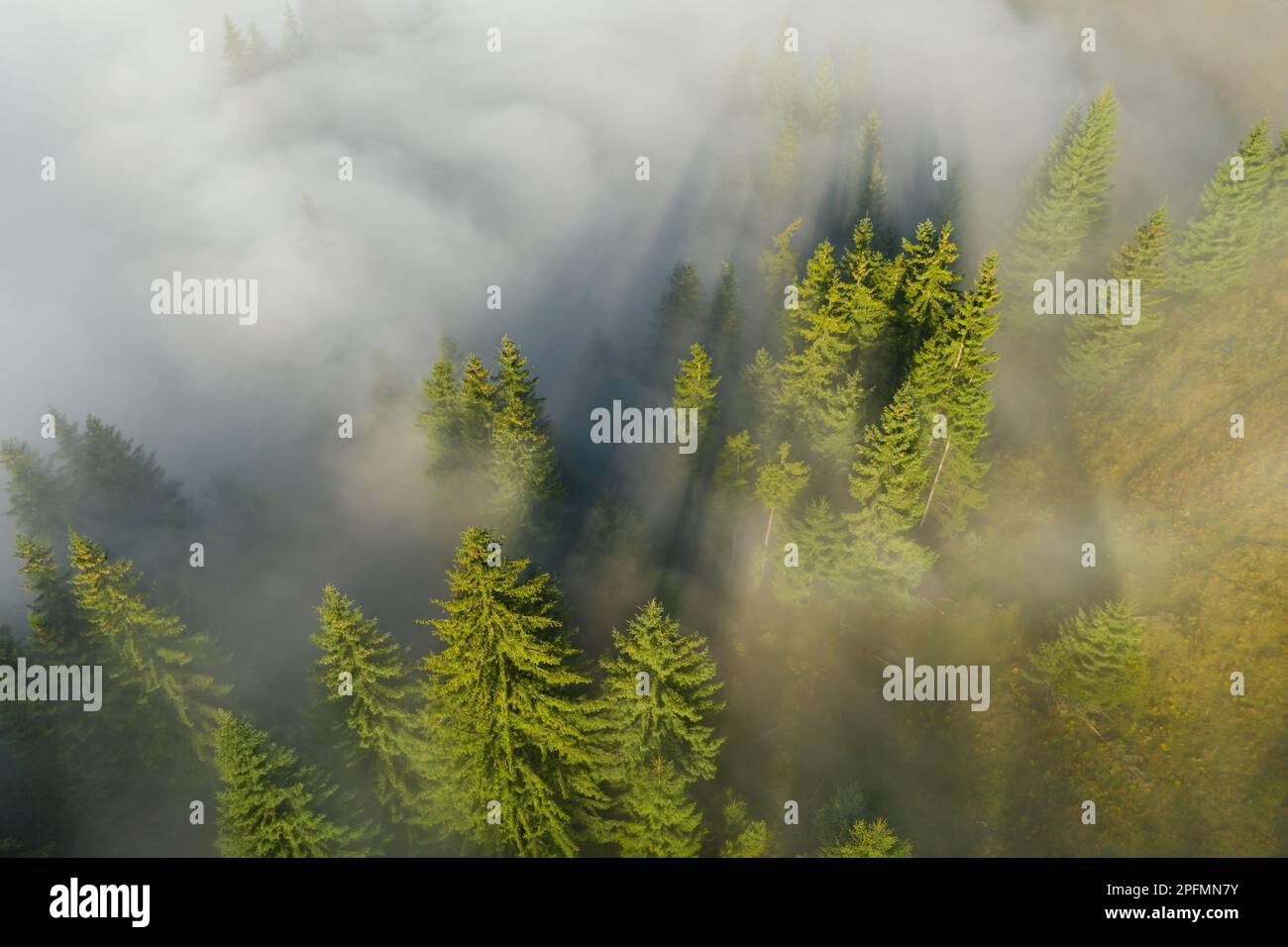 Aerial view of beautiful landscape with misty forest Stock Photo - Alamy