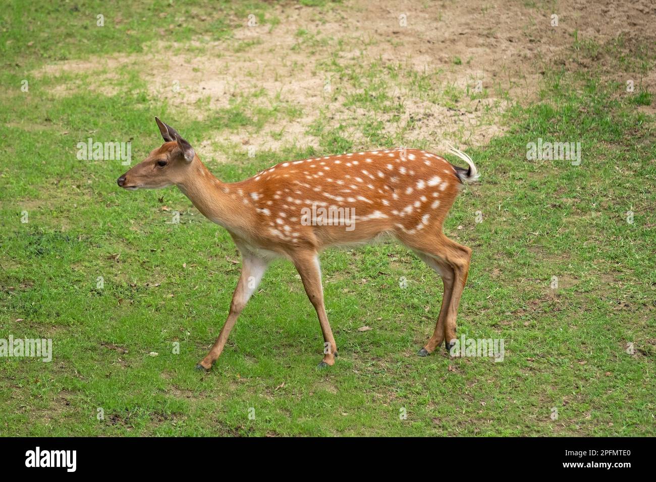 Deer walking in Seoul Forest, South Korea Stock Photo Alamy