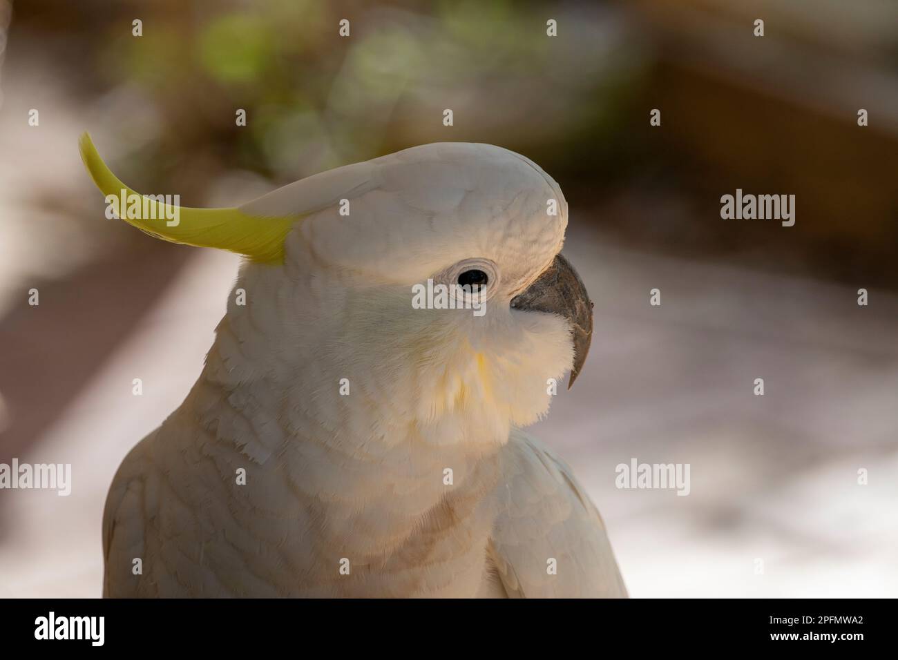 yellow crested Cockatoo portrait with soft background. Stock Photo