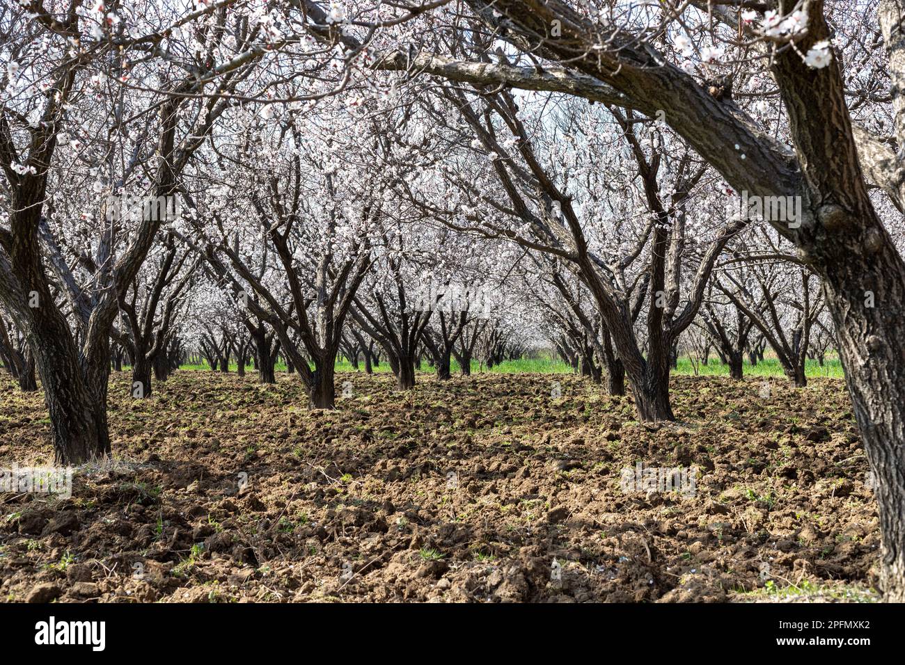 Apricot trees in bloom in the swat valley of Pakistan Stock Photo Alamy