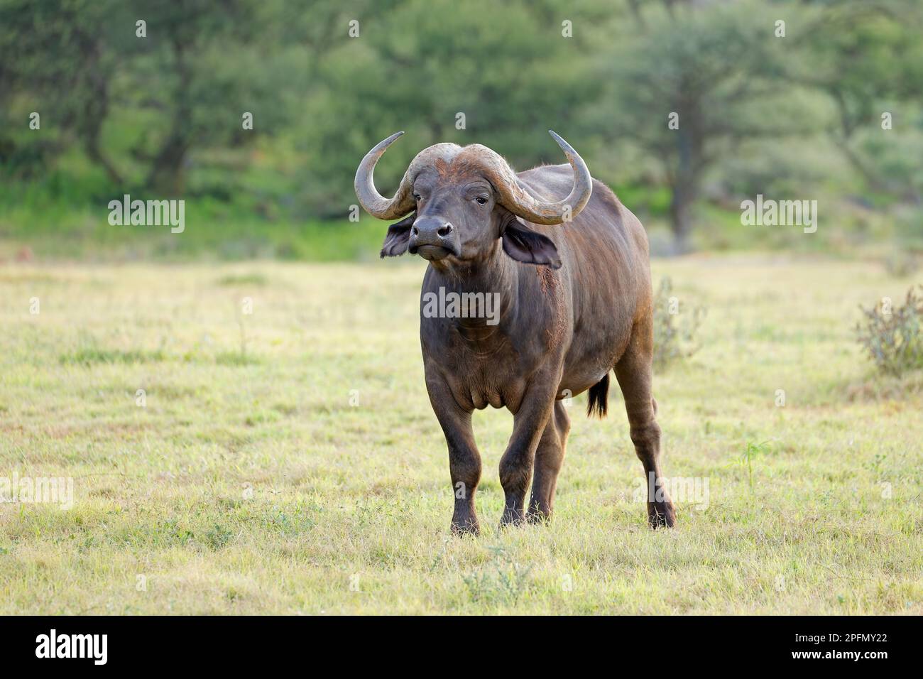 An African buffalo (Syncerus caffer) in natural habitat, Mokala National Park, South Africa Stock Photo