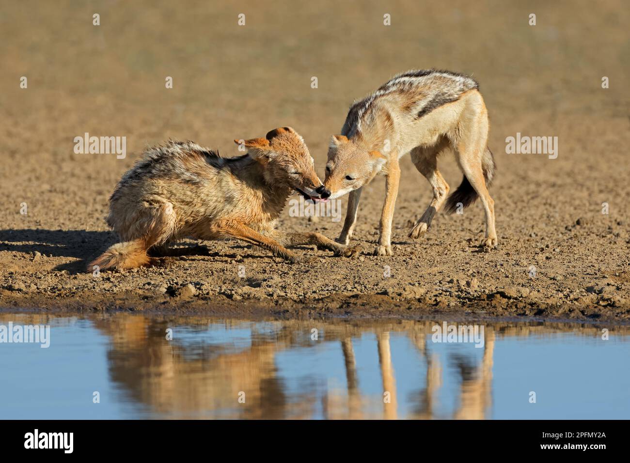 Pair of black-backed jackals (Canis mesomelas) Interacting, Kalahari desert, South Africa Stock Photo
