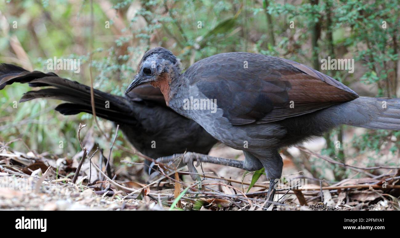 Lyrebird foraging in the Australian bush, one leg outstreatched closeup, with a second lyrebird in the background. close up Stock Photo