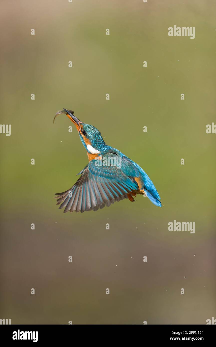 Common kingfisher Alcedo atthis, adult female flying with Nine-spined stickleback Pungitius pungitius, prey in beak, Suffolk, England, March Stock Photo