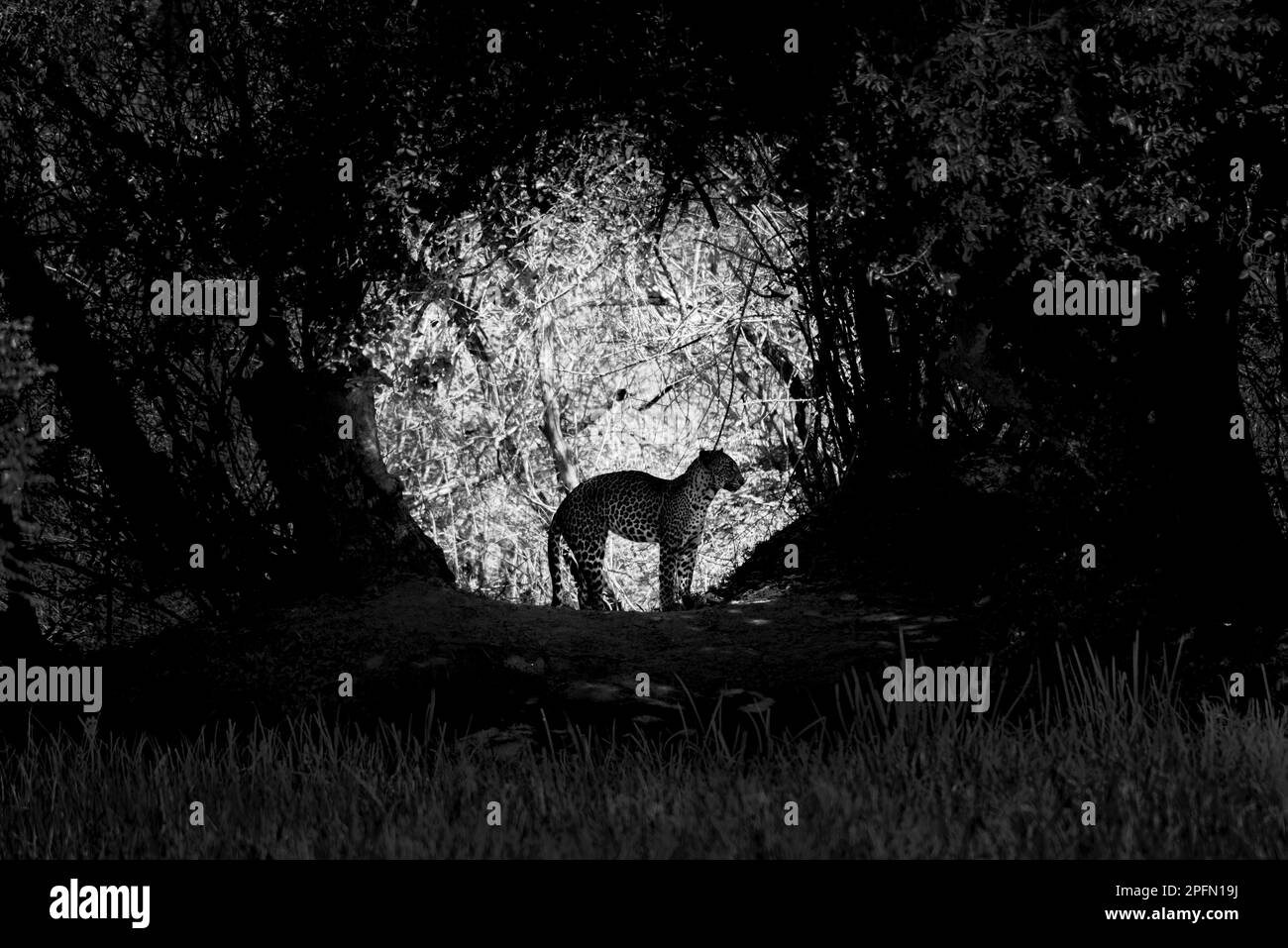 Leopard picture Black and White Stock Photos & Images - Alamy